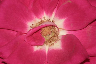 Close-up of pink flower