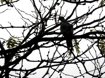 Low angle view of bird perching on bare tree against sky