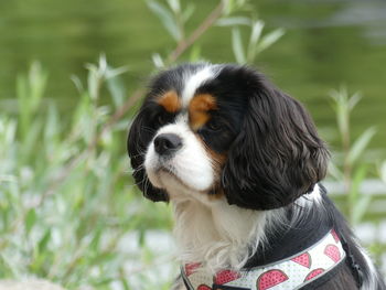 Close-up of a dog looking away