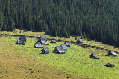 View of people on field in forest