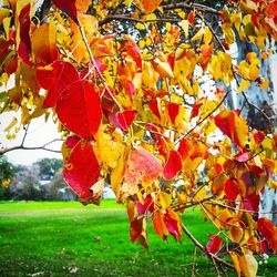 Autumn leaves on tree