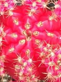 Full frame shot of pink flowers