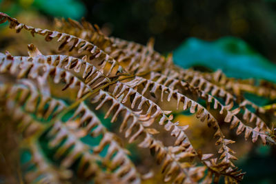 Close-up of dry fern during autumn