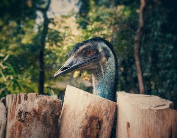 Close-up of bird