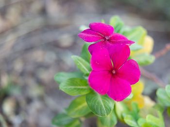 Close-up of pink flowering plant