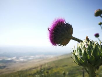 Close-up of thistle flower on field against sky