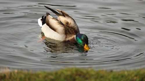 Duck swimming in lake