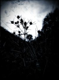 Low angle view of silhouette plants on field against sky