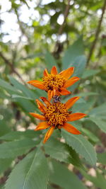 Close-up of flowers