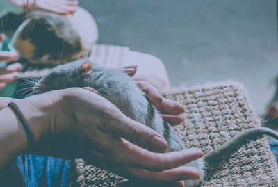 Cropped image of hand holding rat at home
