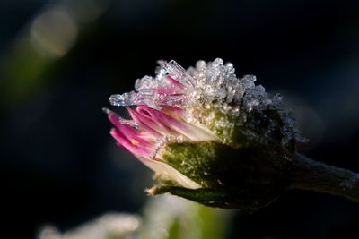 Close-up of pink rose flower