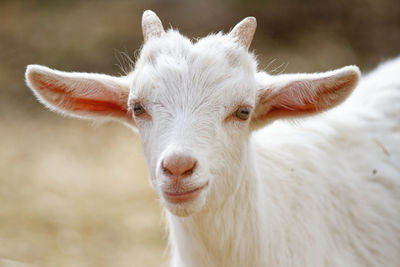 Close-up of goat