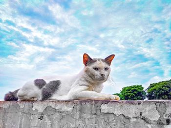 Portrait of cat against sky