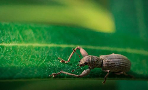 Close-up of a beatle 