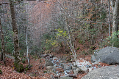 Trees growing in forest