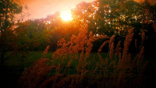 Sun shining through trees in park