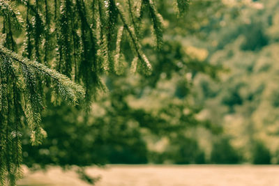 Close-up of pine tree during winter