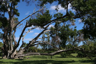 Trees in forest