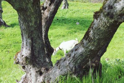 View of a tree trunk