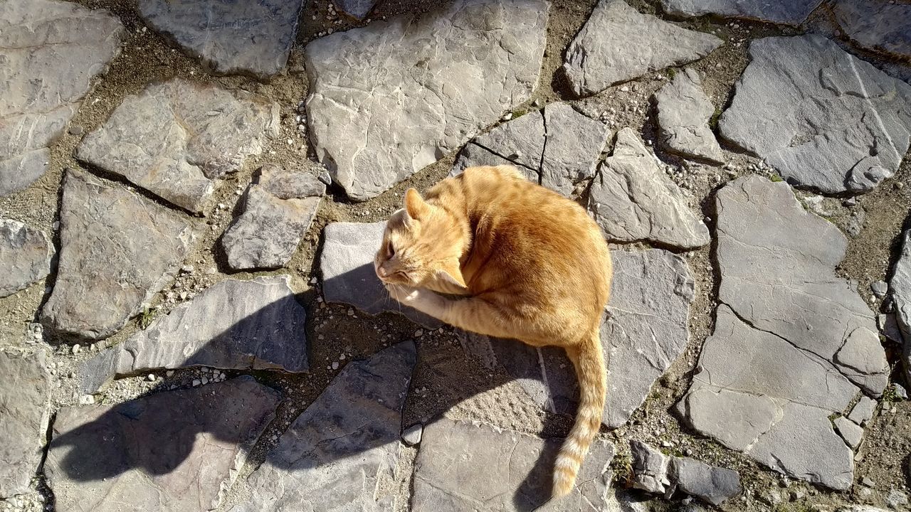 HIGH ANGLE VIEW OF CAT AND ROCK