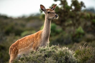 A wild deer looking at the camera on heathland in dorset england