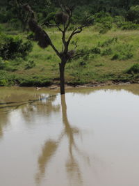 Reflection of trees in lake