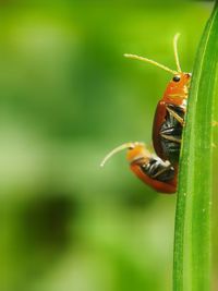 Close-up of insect on plant
