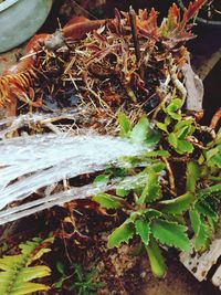 High angle view of succulent plant on field