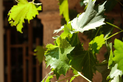 Close-up of fresh green leaves