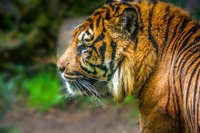 Close-up of a tiger head
