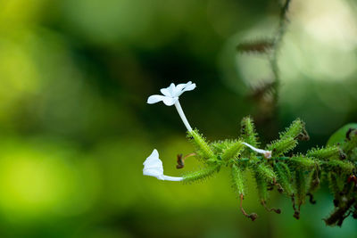 Close-up of white flowering plant