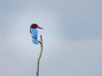 View of bird perching on a rock