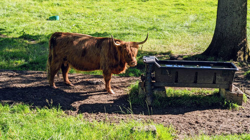 Highland cow on grassy field.