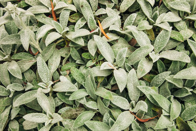 High angle view of leaves on field