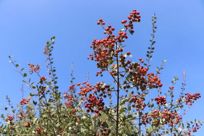 Low angle view of flowering plant against blue sky