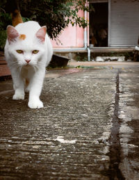 Portrait of white cat
