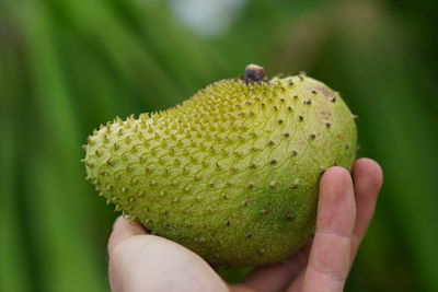 Close-up of hand holding fruit