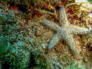 Close-up of caterpillar on sea