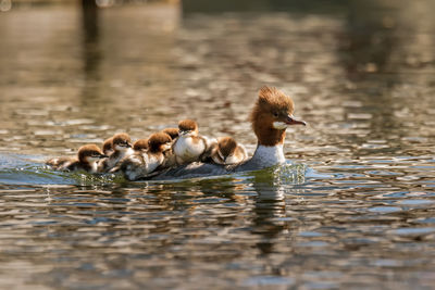 Mother goosander merganser carrying her babies on her back