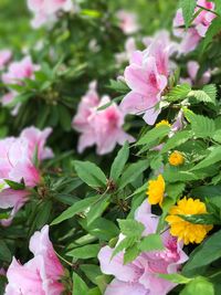 Close-up of pink flowers