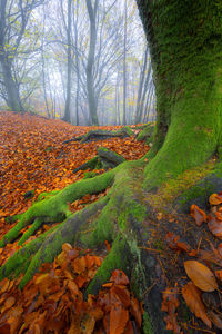 Sunlight falling on autumn leaves in forest