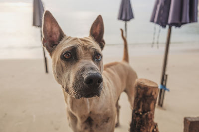 Close-up portrait of dog on beach