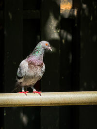 Close-up of bird perching on railing