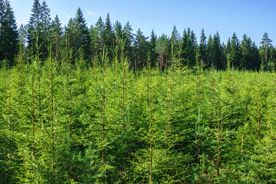 Scenic view of trees on field against sky