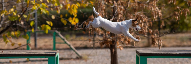 Jack russell terrier dog jumping from one wooden bench to another in the dog playground