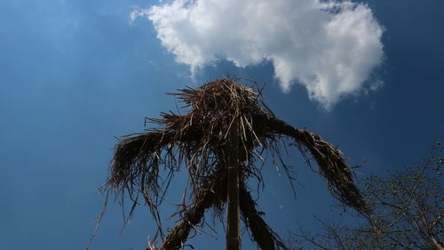 Low angle view of plant against sky