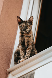 Portrait of cat looking through window