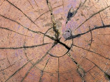 Full frame shot of tree stump