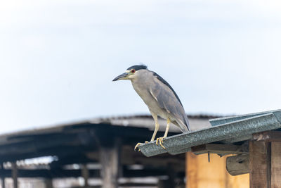 Bird perching on wooden post against sky