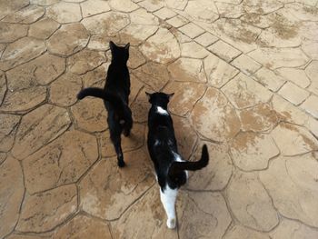High angle view of black dog standing outdoors